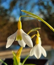 Galanthus DICKS EARLY YELLOW -