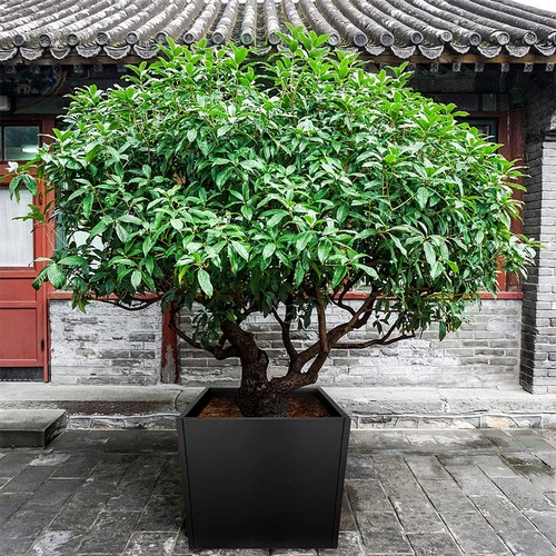 X 32 h large - 32"h,