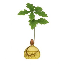 Acorn Vase Seed Holder Jar