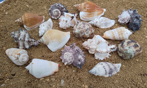 Shells for hermit crabs - shells,