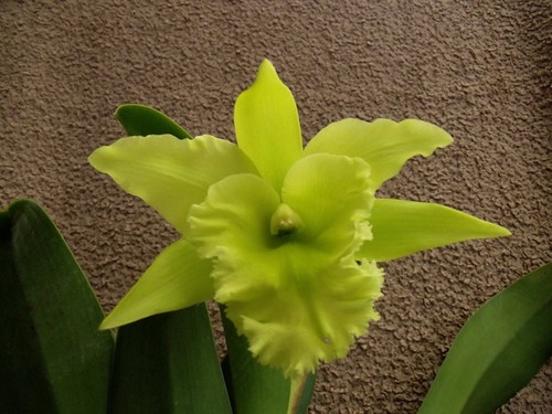 Rare cattleya port paradise - port,