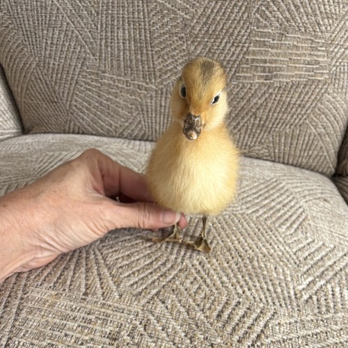 Taxidermy duckling full mount - taxidermy,