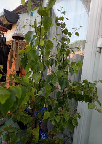 Potted birch tree around - potted,