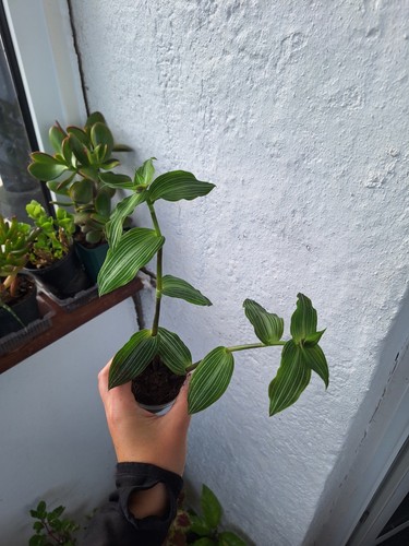 Tradescantia tiana callisia - tiana, 'callisia