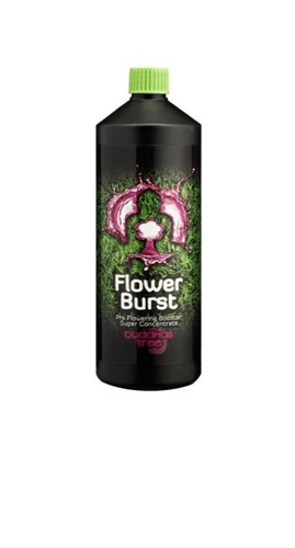 Buddhas tree flower burst - tree,