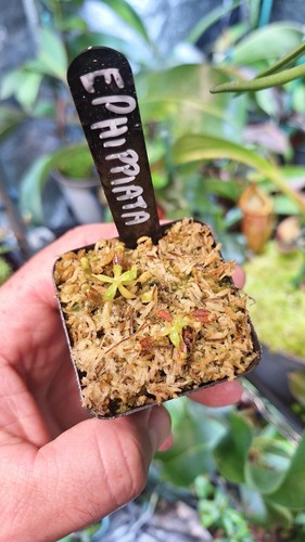 Nepenthes ephippiata seed - ephippiata,,