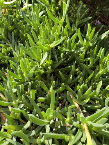 Delosperma ice plant drought - ice,