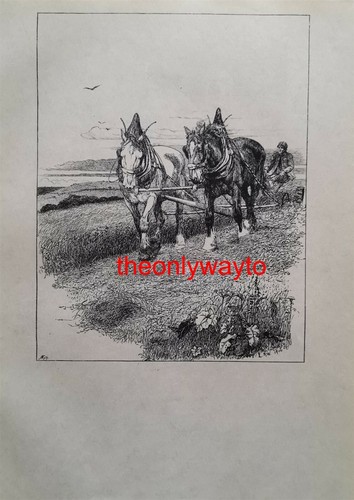 Grass cutting lucy - grass, cutting,