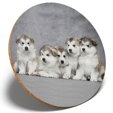 1 x Alaskan Malamute Puppies -