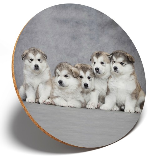 Alaskan malamute puppies - puppies,