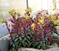 Euphorbia  amygdaloides