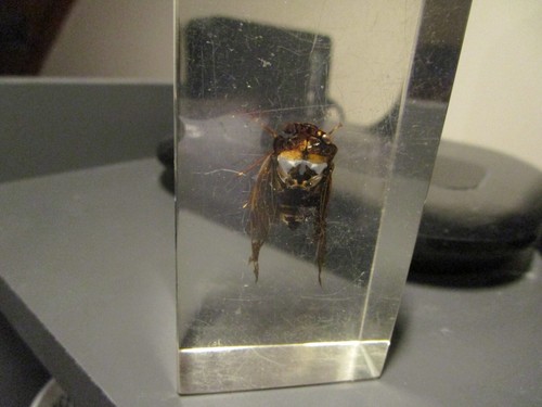 Three insects resin blocks - in,