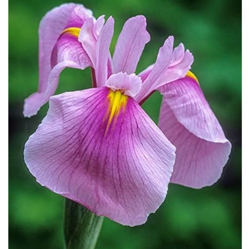 Pond plants for - plants,
