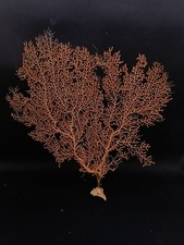 Real, gorgonian sea fan Hamptons sea shell. Collectors #14466