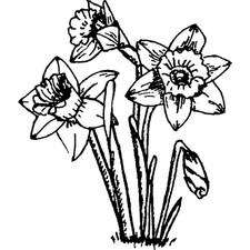 Daffodils unmounted rubber - unmounted,