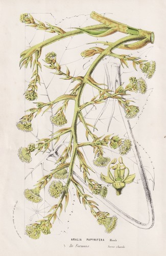 Aralia papyrifera tetrapanax - aralia,