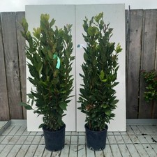 2 x Laurus nobilis Bay leaf