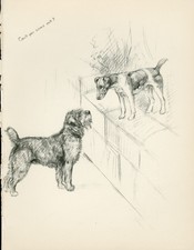 SMOOTH FOX BORDER TERRIER DOGS LOVELY OLD 1933 DOG ART PRINT by KF BARKER