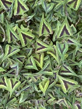 Persicaria purple fantasy - 'purple,
