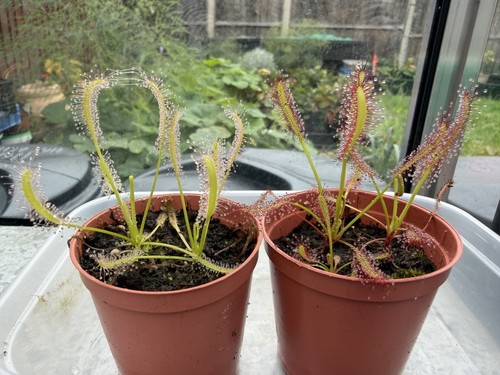 Drosera capensis sundew - capensis,
