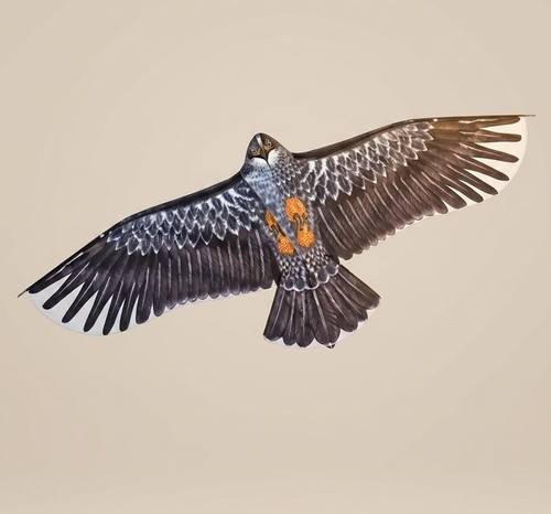 Giant eagle kite with - giant,