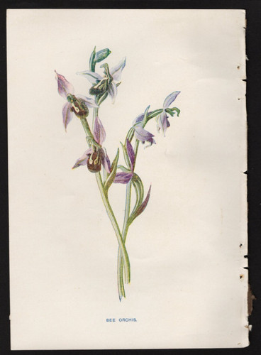 C1902 hulme familiar wild - c1902,