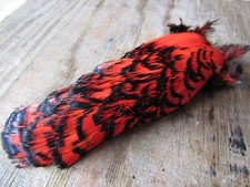 IFS Lady Amherst Pheasant Head