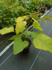 Catalpa bignonioides 'Aurea' (golden indian bean) in 1.5 ltr pot