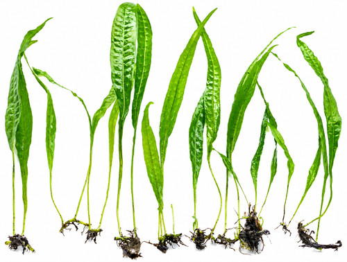 Java fern microsorum pteropus - java,