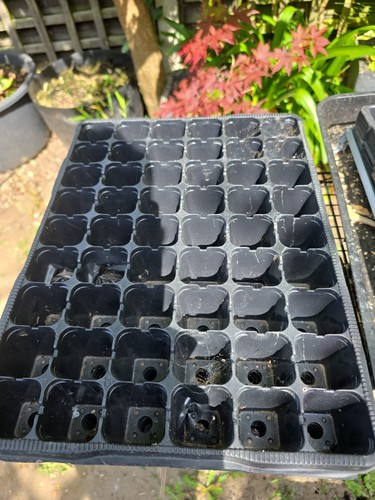 Plant plug trays 36 x - x7,