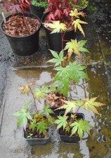 3 ACER PALMATUM JAPANESE MAPLE