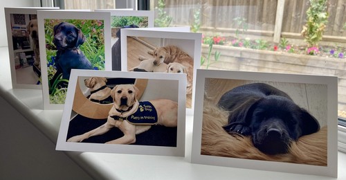 Guide dogs blind puppies - guide,