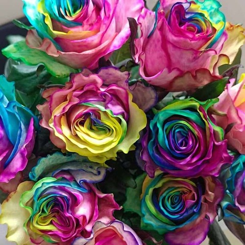 100pcs black rose - 100pcs, garden