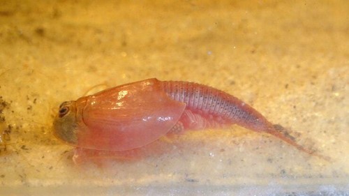 Triops red longicaudatus - red,