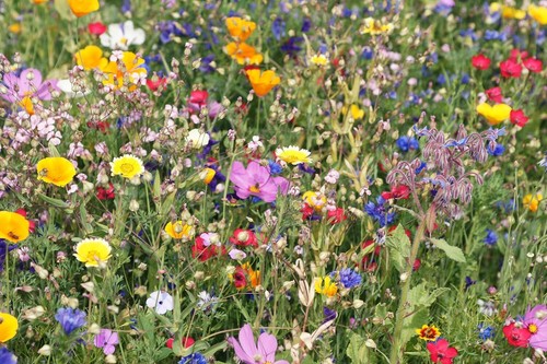 Wildflower seeds farm - wildflower,