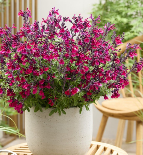 Salvia magical zambesi autumn - zambesi,