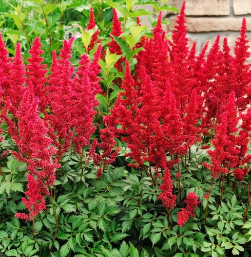 Astilbe red sentinel perennial - astilbe,