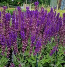 SALVIA nemorosa 'Kate Glenn'