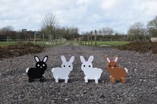 Bunny rabbit show - bunny, jump