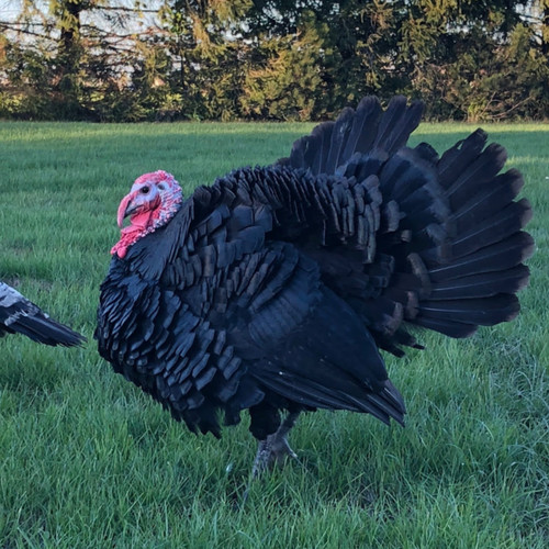 Black spanish turkey - turkey, hatching