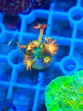 Amazeballs Goni Goniopora LPS Coral Frag
