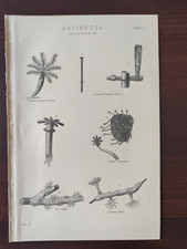  ANTIQUE ORIGINAL B/W