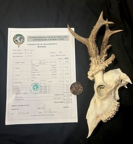 Bronze medal malform roe - malform,
