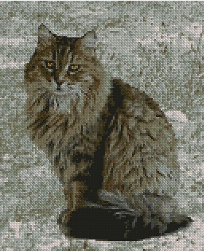 Tabby cat kitten - kitten, long