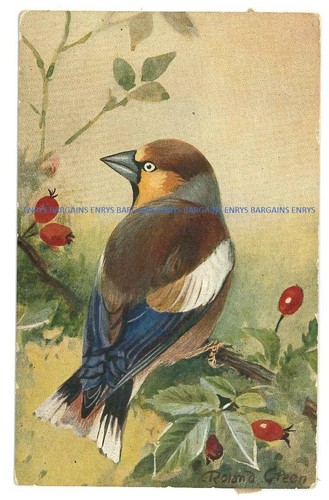 Hawfinch roland green - hawfinch, by