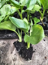 2 ARUM LILY PLUG PLANTS