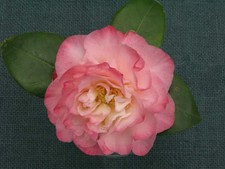 Camellia japonica Nuccio`s Jewell pinks flowers evergreen plant 1 x 13 cm pot