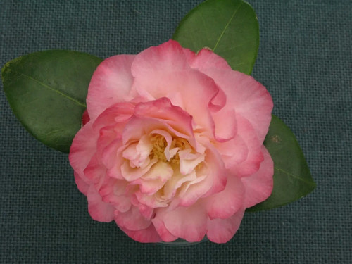 Camellia japonica nuccio - japonica, nuccio`s