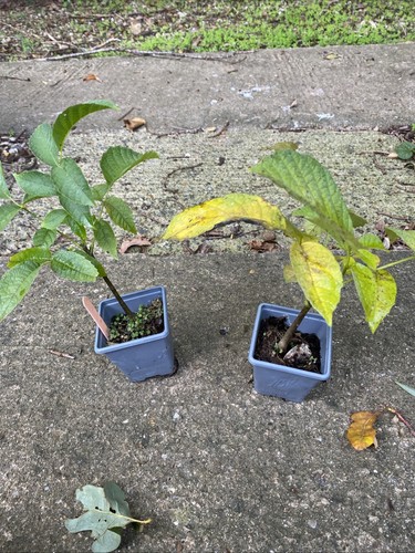 Walnut trees juglans regia - 2,