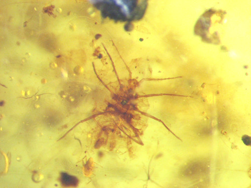 Cretaceous amber fossil - cretaceous, w/